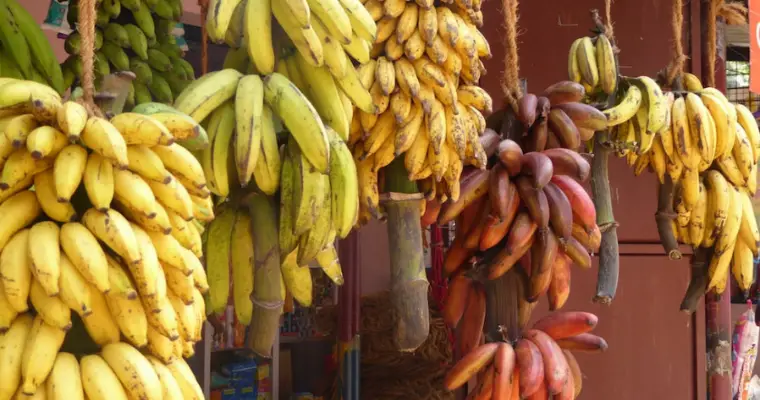 Interesting Facts on Bananas: Part 1