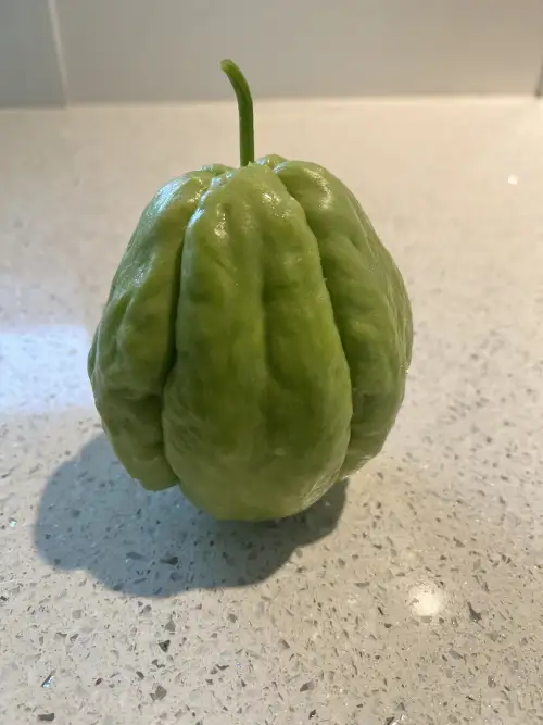 fresh picked is chayote a fruit 