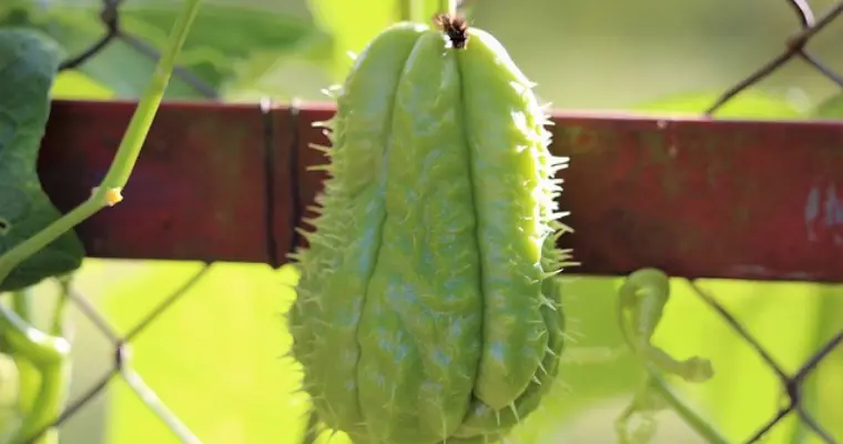 hanging on vine is chayote a fruit